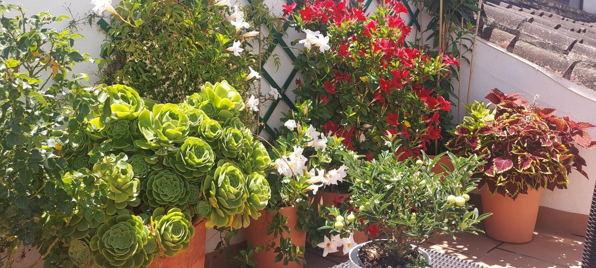 Apartamentos Los Descalzos Ángel Ronda Esterno foto