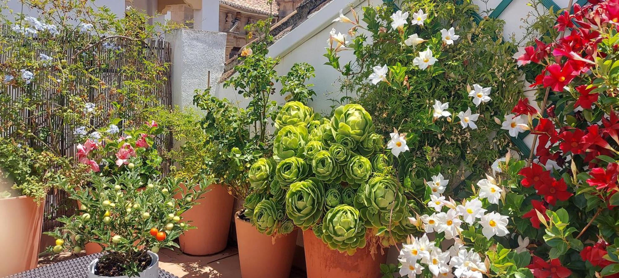 Apartamentos Los Descalzos Ángel Ronda Esterno foto